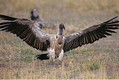 EA阶段大获成功 《迷走深空：碎舰师》销量已达50万