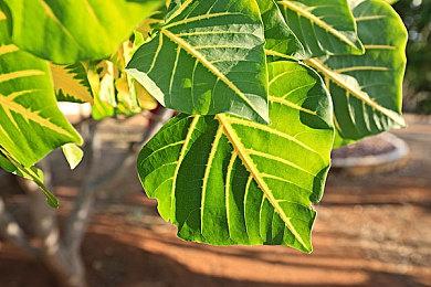 《小小梦魇 增强版》正式公布 官方透露VR衍生作