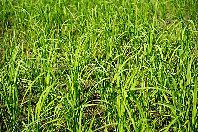 《彼岸花》推出新的免费更新，其高级内容也于今日登陆PC！